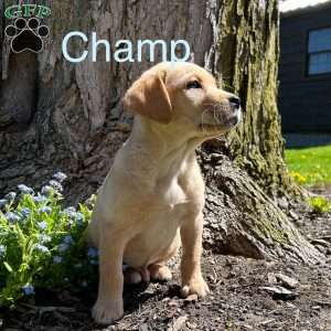 Champ, Yellow Labrador Retriever Puppy